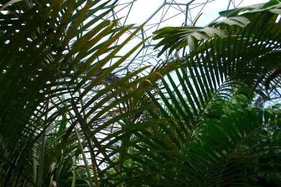 Eden project, rainforest biome.
